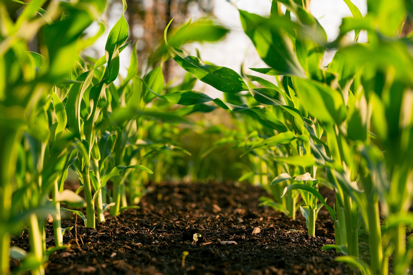 Lavoura em operação do agronegócio