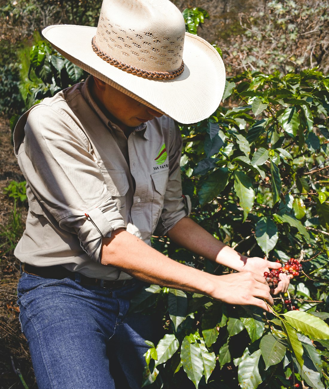 Trabalhador rural de chapéu e uniforme colhendo café na lavoura